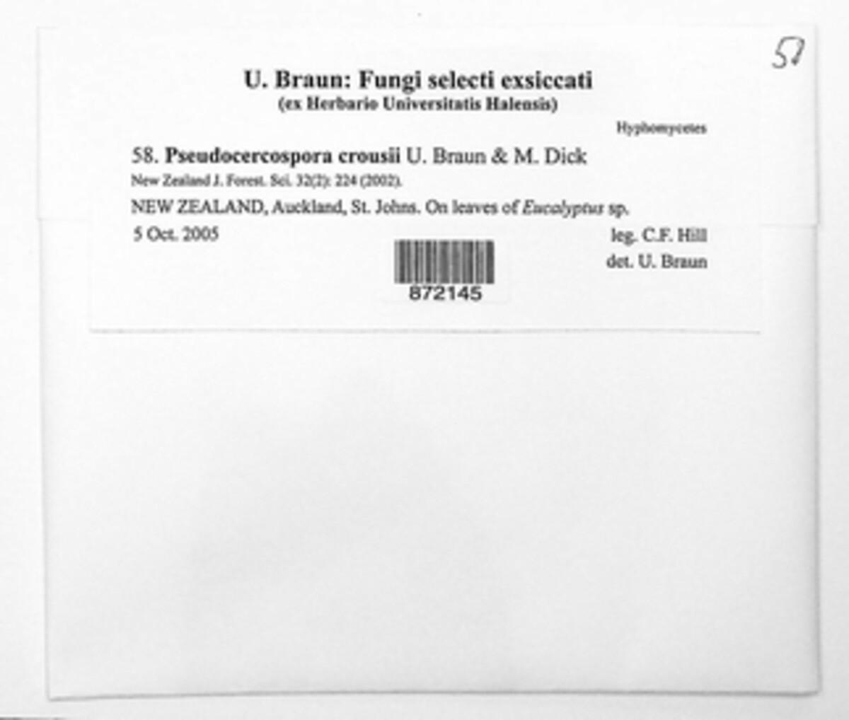 Pseudocercospora crousii image